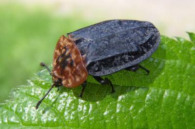 <i>Oiceoptoma thoracicum</i>