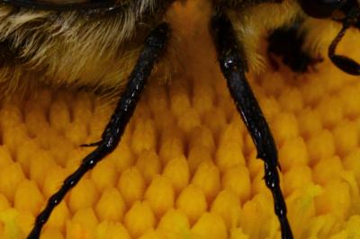 <i>Trichius gallicus</i>