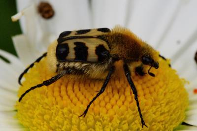 <i>Trichius gallicus</i>
