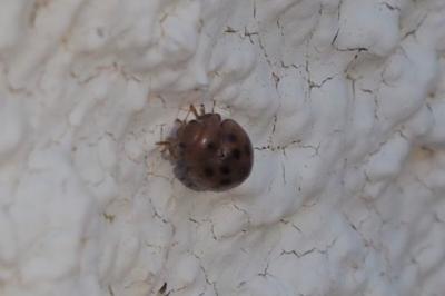 <i>Subcoccinella vigintiquatuorpunctata</i>