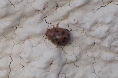 <i>Subcoccinella vigintiquatuorpunctata</i>