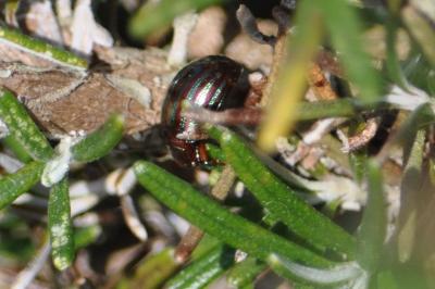 <i>Chrysolina americana</i>