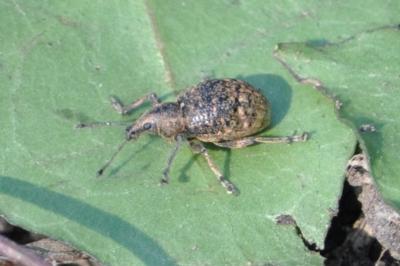 <i>Liophloeus tessulatus</i>
