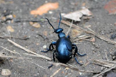 <i>Meloe violaceus</i>