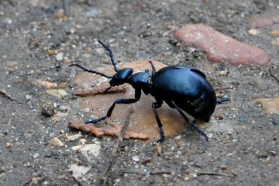 <i>Meloe violaceus</i>