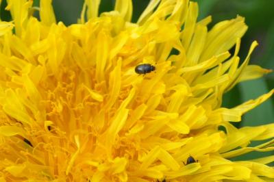 <i>Brassicogethes aeneus</i>