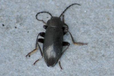 <i>Stenomax aeneus</i>