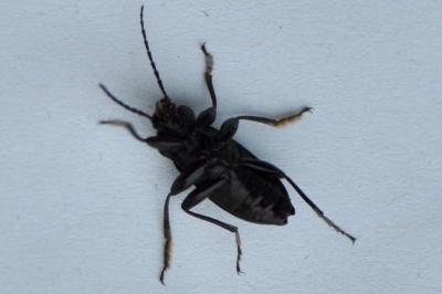 <i>Stenomax aeneus</i>