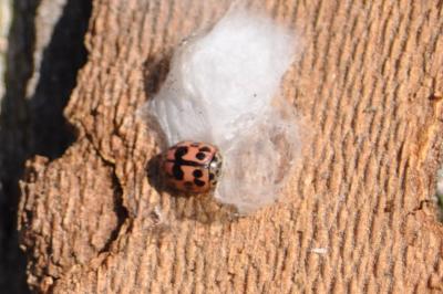<i>Oenopia conglobata</i>