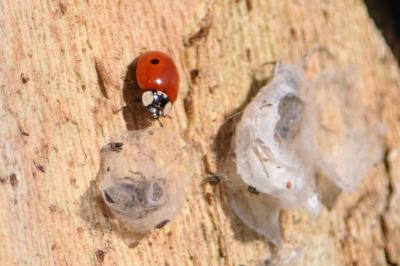 <i>Adalia bipunctata</i>