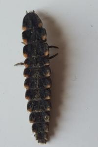<i>Lampyris</i>
