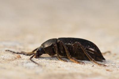 <i>Stenomax aeneus</i>