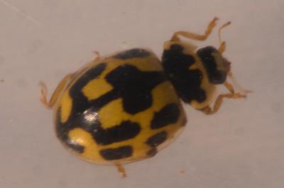<i>Propylea quatuordecimpunctata</i>