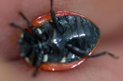<i>Coccinella magnifica</i>