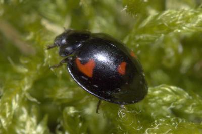 <i>Exochomus quadripustulatus</i>