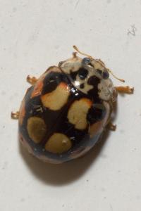 <i>Adalia decempunctata</i>