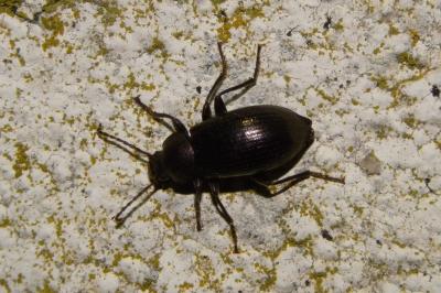 <i>Stenomax aeneus</i>