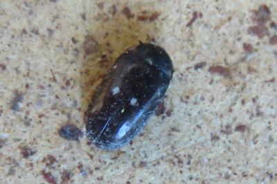 <i>Attagenus pellio</i>