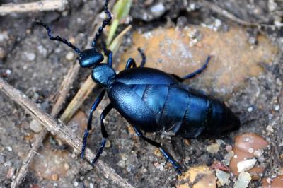 <i>Meloe violaceus</i>