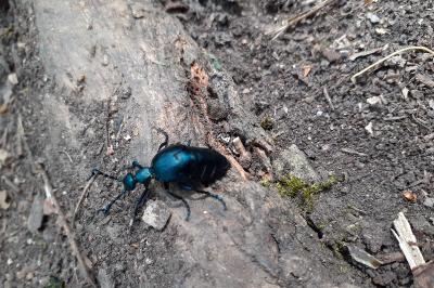<i>Meloe violaceus</i>