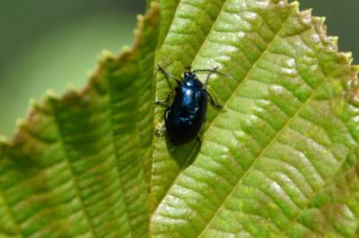 <i>Agelastica alni</i>