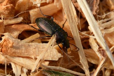 <i>Poecilus</i>