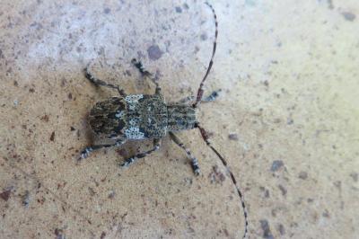<i>Mesosa nebulosa</i>