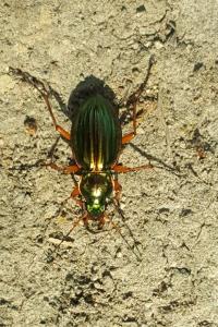 <i>Carabus auratus</i>