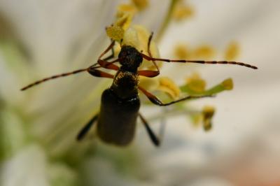 <i>Grammoptera ruficornis</i>