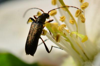 <i>Grammoptera ruficornis</i>