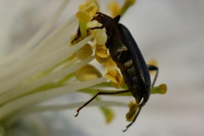 <i>Grammoptera ruficornis</i>