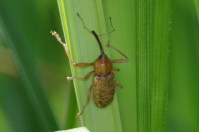 <i>Dorytomus longimanus</i>