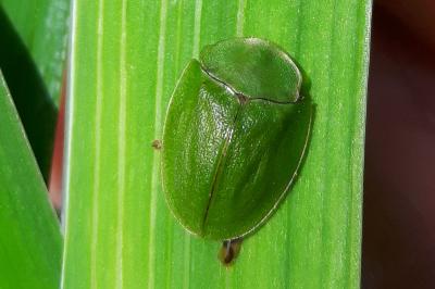 <i>Cassida viridis</i>