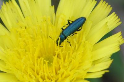Psilothrix viridicoerulea