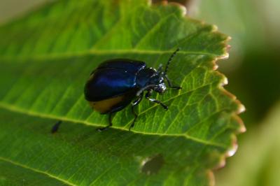 <i>Agelastica alni</i>