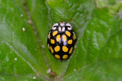 <i>Sospita vigintiguttata</i>