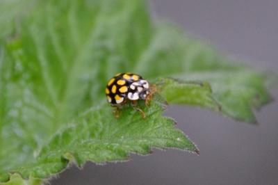 <i>Sospita vigintiguttata</i>