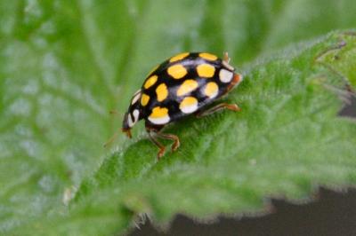 <i>Sospita vigintiguttata</i>
