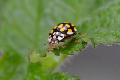 <i>Sospita vigintiguttata</i>