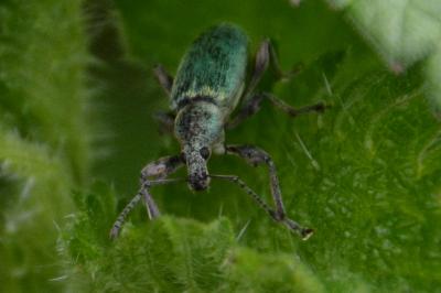 <i>Phyllobius pomaceus</i>