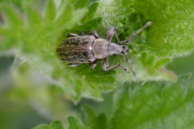 <i>Phyllobius pyri</i>