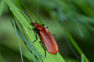 <i>Pyrochroa serraticornis</i>