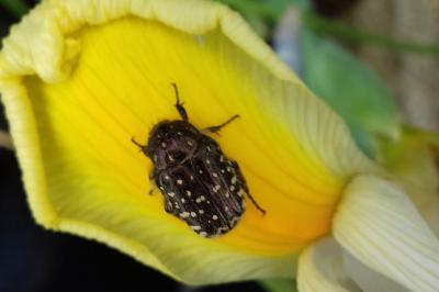 <i>Oxythyrea funesta</i>