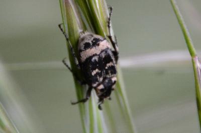 <i>Valgus hemipterus</i>