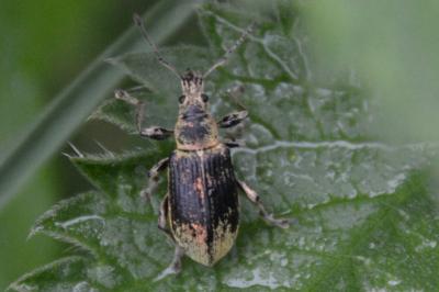 <i>Phyllobius pomaceus</i>