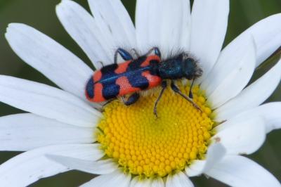 <i>Trichodes alvearius</i>