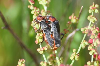 Cantharis rustica