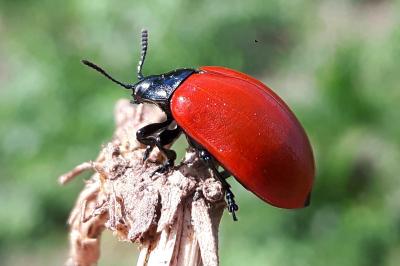 <i>Chrysomela populi</i>