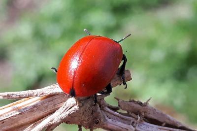 <i>Chrysomela populi</i>