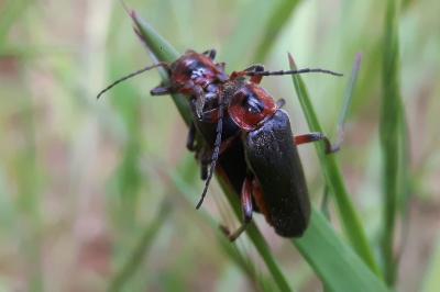 <i>Cantharis rustica</i>